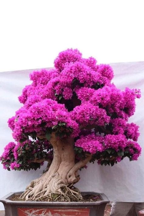 Bougainvillea by Lorna Toledo Bougainvillea Bonsai, Bougainvillea Tree, Flowering Bonsai Tree, Japanese Bonsai Tree, Bonsai Forest, Bonsai Tree Types, Bonsai Tree Care, Bonsai Styles, Bonsai Flower