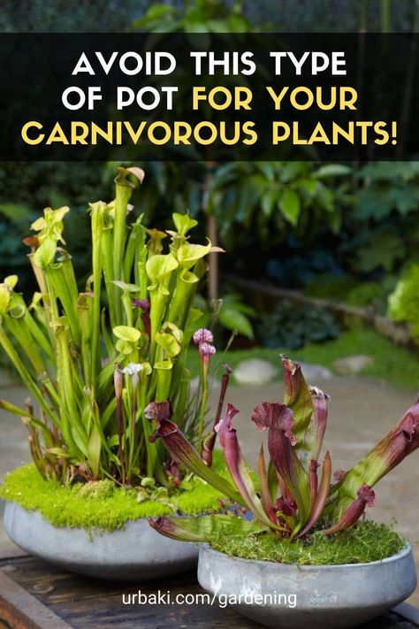 Bog Garden Ideas Carnivorous Plants, Bog Gardens, Bug Eating Plants, Carnivorous Plants Care, Carnivore Plants, Venus Fly Trap Care, Carnivorous Plants Terrarium, Plants Terrarium, Bog Plants