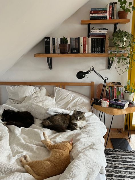 Apartment With Cats Aesthetic, Cat In Living Room, Cat Setup In Bedroom, Room Mates Aesthetic, Cat Bedroom Aesthetic, Cat In Bedroom, Cat Set Up In Apartment, Cat In Apartment, Bedroom With Cat