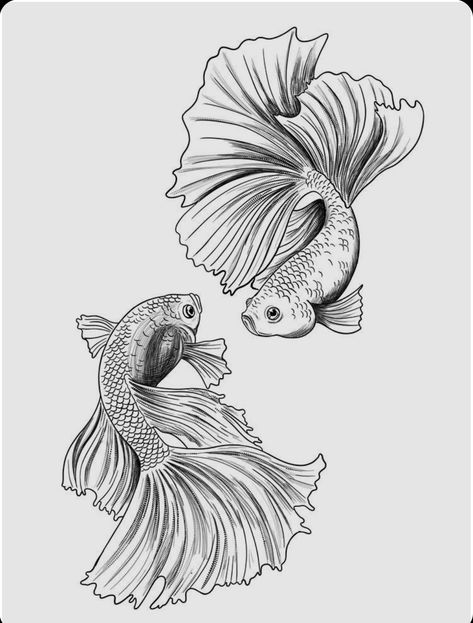 Betta Fish Art Drawing, Betta Fish Illustration, Betta Fish Sketch, Beta Fish Drawing, Betta Fish Drawing, Betta Fish Tattoo, Templates Drawing, Printable Drawings, Fish Outline