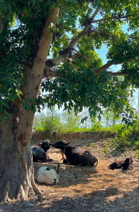 Village Pics Indian, Aesthetic Village Pictures, Farmers Photography Indian, Old Village Photo, Indian Village Aesthetic, Village Life Aesthetic, Village Snap, Farm Snap, Buddha Background