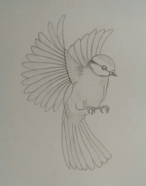 Sketch Of Birds Flying, Sparrow Flying Drawing, Bird Realistic Drawing, Flying Sparrow Drawing, Easy Sparrow Drawing, Flying Bird Drawing Simple, Singing Bird Drawing, How To Draw A Bird Flying, Bird Drawings Flying