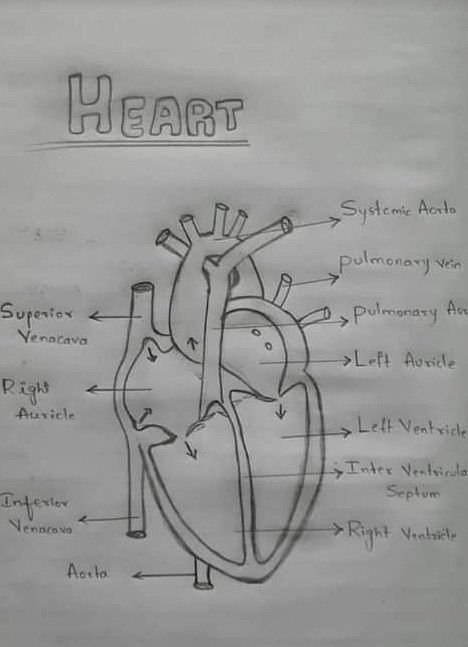 Easy Heart Drawings, Biology Drawing, Human Heart Drawing, Human Body Projects, Biology Diagrams, Science Diagrams, Logic And Critical Thinking, Heart Diagram, Learn Biology