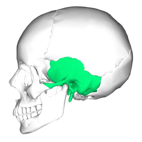 Occipital Bone, Temporal Bone, Cranial Sacral Therapy, Sphenoid Bone, Occipital Lobe, Body Bones, Facial Bones, Anatomy Bones, Head Anatomy