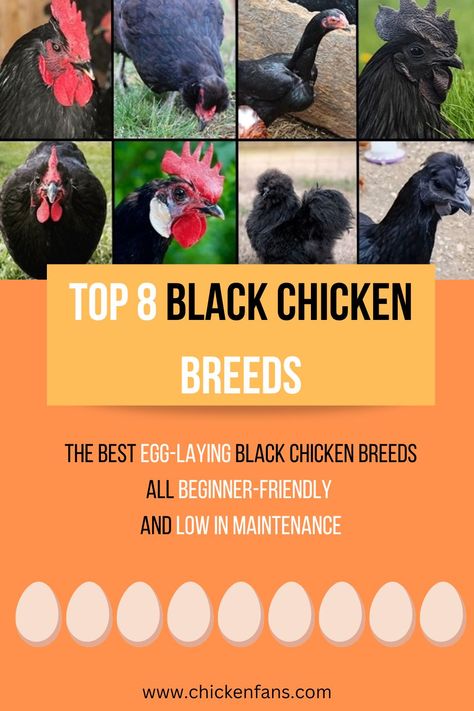 Black Chicken Breeds, All Black Chicken, Black Australorp Chickens, Black Silkie Chicken, Small Chicken Breeds, Largest Chicken Breed, Catalina Chicken, Maran Chickens, Chicken Breeds With Pictures