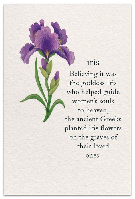 Happy Birthday Iris Flower, Purple Iris Meaning, Purple Iris Flowers, Materi Bahasa Jepang, Flower Language, Condolence Card, The Language Of Flowers, Flower Meanings, Symbols And Meanings