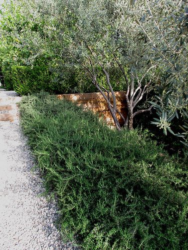 A low hedge of rosemary lines a tidy gravel path | by ivette Soler. Potager (ornamental vegetable/kitchen garden) of Pae White and Tom Marble Rosemary Shrub Landscape, Huntington Carpet Rosemary, Olive Hedge, Rosemary Officinalis, Olive Tree Landscape, Rosemary Hedge, Olive Trees Landscape, Mediterranean Garden Design, Driveway Landscaping