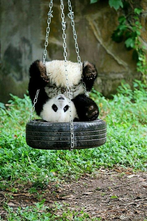 Baby Panda Bears, Cute Pandas, Giant Pandas, Panda Panda, Image Chat, Cute Panda Wallpaper, Panda Art, Panda Bears, Panda Love