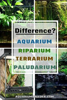 Riparium Tanks, Terrarium Ecosystem With Animals, Aqua Terrarium With Fish, Small Paludarium Ideas, Terrarium Tank Ideas, Terrarium In Aquarium Tank, Terrarium Ideas Fish Tank, Aquarium Terrarium Ideas, Fish Tank Plant Terrarium