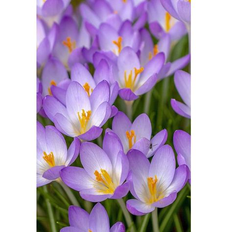 Crocus Flower Wallpaper, Violets Wallpaper Flower, Spring Flower Photography, Beautiful Flowers Pictures Nature, Crocus Wallpaper, Violet Flower Photography, Flowers Close Up, Violet Flower Wallpaper, Most Beautiful Flowers Photography