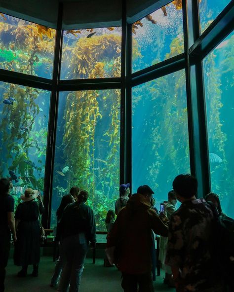 Gorgeous gorgeous Monterey Romanticize My Life, Monterey Bay Aquarium, Winter Trip, Monterey Bay, The Aquarium, Winter Travel, Monterey, First Time, Places To Go