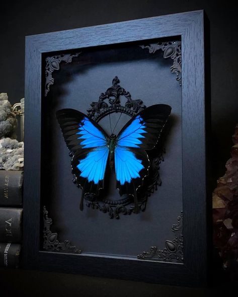 Blue Swallowtail Butterfly, Taxidermy Butterflies, Butterfly Dome, Papilio Ulysses, Butterfly Shadow Box, Dark Veil, Butterfly Shadow, Gothic Whimsical, Framed Butterfly