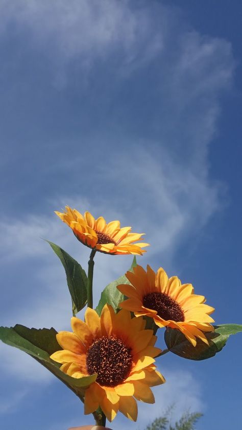 Sun Flowers Wallpaper, Sun Flowers Aesthetic, Sunflower Aesthetic Wallpaper, Aesthetic Sunflower, Sunflower Aesthetic, Bright Red Flowers, Sunflower Iphone Wallpaper, Quiet Elegance, Arte Van Gogh