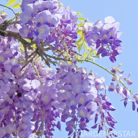 Purchase Wisteria Flower Seeds, Purple Elf Blossoms Hanging Plants Garden, Purple Elf, Meadow Sweet, Wisteria Flower, Wisteria Flowers, Dish Gardens, Custom Planters, Flower Collection, Unique Trees