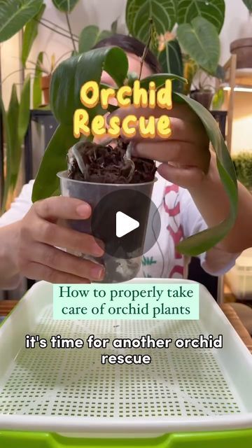 Orchid Repotting Videos, Orchards Flowers Orchids, How To Take Care Of Orchids Plants, How To Care For Orchids, Orchid Planter Ideas Diy, Orchids Care For Beginners, Orchid Care Rebloom, Dendrobium Orchids Care, Clay Orchid Pots