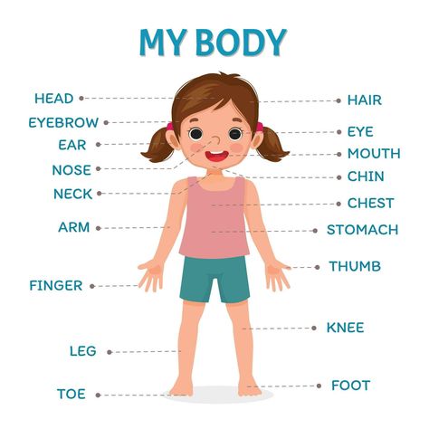 Body Parts For Kids, Text Label, Body Chart, Body Part Drawing, Medical Student Study, Baby Play Activities, Human Body Parts, Chart For Kids, Girl Illustration