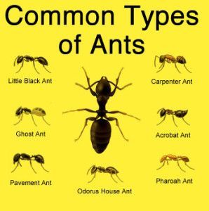 Drawing Ants, Types Of Ants, Ants In House, Ant Control, Ant Farm, Black Ants, Carpenter Ant, Get Rid Of Ants, Ant Killer