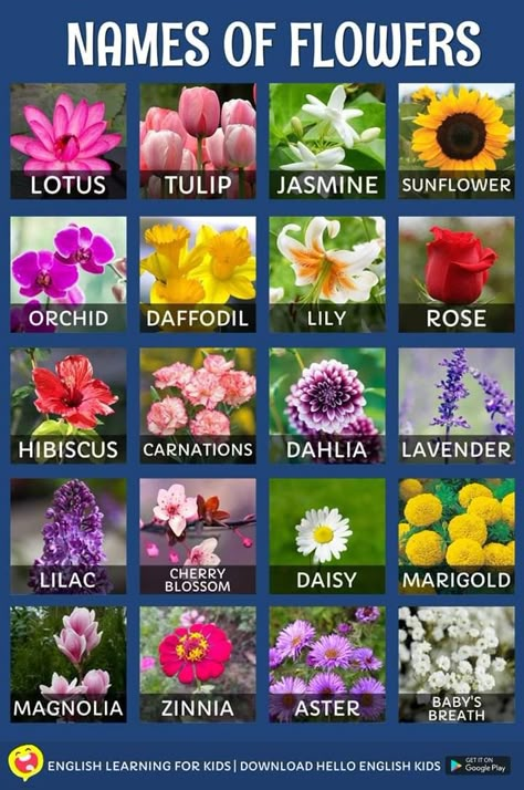 Pretty Flower Names, Names Of Flowers, Fruits Name In English, Flowers Name, Different Kinds Of Flowers, Flower Chart, Kinds Of Flowers, Different Types Of Flowers, Flower Guide