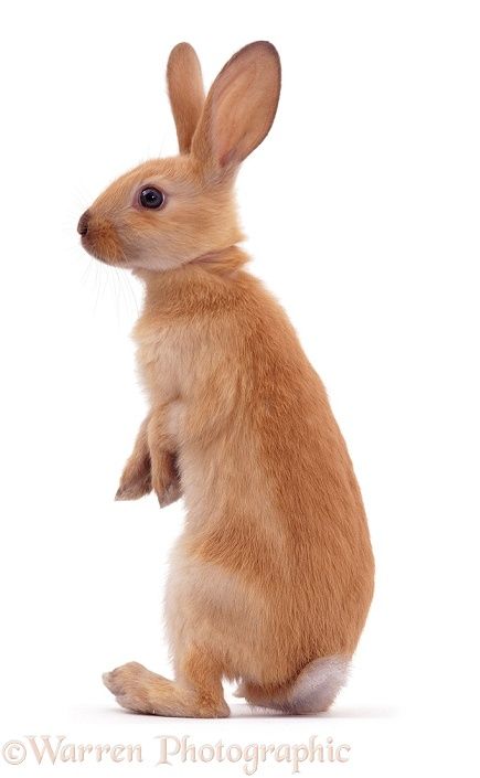 Rabbit Standing, Pictures Of Turkeys, Dutch Rabbit, Animal Photography Wildlife, Rabbit Photos, Rabbits Foot, Bunny Tattoos, Rabbit Illustration, Bunny Drawing