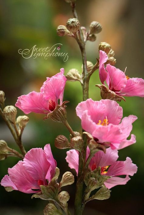 Pride of India flower - cake by Sweet Symphony - CakesDecor Pride Of India Flowers, Lagerstroemia Speciosa, Pride Of India, Crape Myrtle, Flowers Ideas, Art Flowers, Flower Cake, Health Benefits, Flower Art