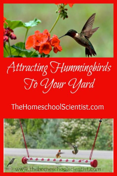 Attracting Hummingbirds To Your Backyard - The Homeschool Scientist Attracting Hummingbirds, Bird Study, Homeschool Math Curriculum, Homeschool Nature Study, Attract Hummingbirds, Engineering Activities, Nature School, Study Resources, Science Activity