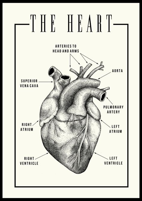 Anatomy Drawing Medical Art Heart, Anatomy Drawing Medical Art Brain, Anatomical Heart Poster, Medical Anatomy Drawing, Heart Anatomy Wallpaper, Anatomical Heart Wallpaper, Med Drawing, Cardiology Wallpaper, Cardiology Aesthetic