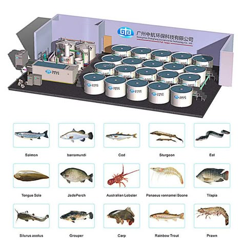 Guangzhou factory price custom made indoor outdoor ras tilapia catfish shrimp farming equipment complete set | Alibaba.com Indoor Fish Farm, Biofloc Fish Farming Ideas, Ras System, Aquaculture Fish Farming, Tilapia Fish Farming, Aquaculture Aquaponics, Aquaculture Fish, Hydroponic Gardening System, Poultry Business