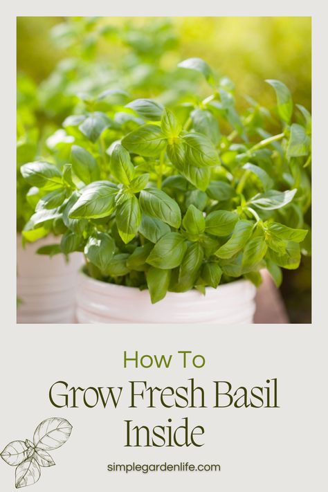 a pot of basil growing indoors. Basil Care Indoors, How To Grow Basil Indoors, How To Grow Basil, Growing Basil Indoors, Grow Basil, Growing Basil, Growing Your Own Food, Kitchen Plants, Basil Plant