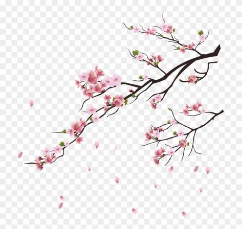 Cherry Blossom Drawing, Pink Blossom Tree, Cherry Blossom Watercolor, Japanese Blossom, Cherry Blossom Petals, Cherry Blossoms Illustration, Cherry Flower, Cherry Blossom Art, Cherry Blossom Festival