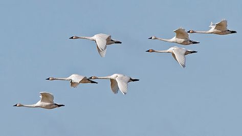 Swan Flying, Marsh Art, Beautiful Natural Scenery, Raymond Lee, Movement Art, Weather Radar, Bird Migration, Surrealist Art, Night Photo