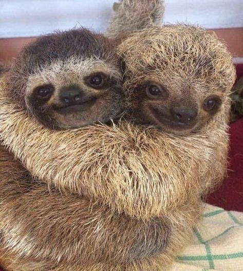 Cute Sloth Pictures, Animal Hugs, Sloth Life, Sloth Art, Sloth Lovers, Baby Sloth, Cute Sloth, Happy Animals, Cute Creatures