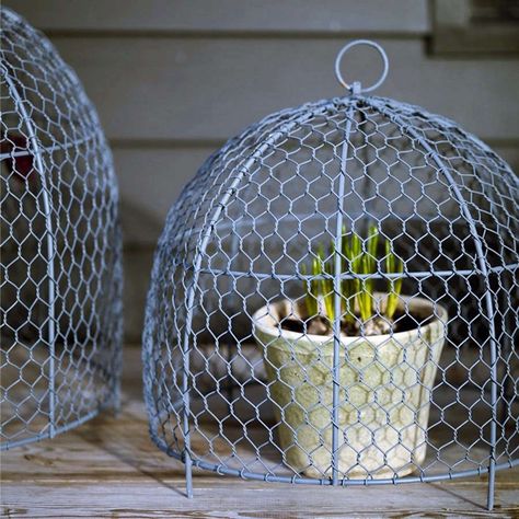 Garden Hacks: 10 Ideas for Wire Cloches - Gardenista Plant Cloche, Chicken Wire Cloche, Garden Cloches, Wire Cloche, Chicken Wire Art, Wire Plant, Garden Cloche, Chicken Wire Crafts, Cloche Decor