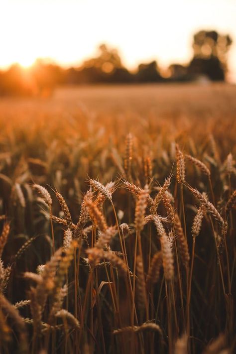 Growing from Seed – The Farm Gal Chronicles Agriculture Photography, Farmers Day, Field Wallpaper, Wheat Field, Wheat Fields, Sunset Wallpaper, Photography Wallpaper, Sunset Pictures, Sunset Photos