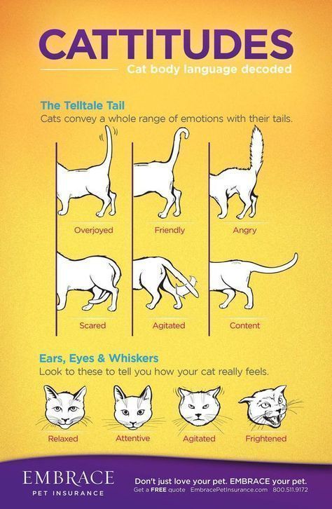 Are you one of many that would love to have cat behavior explained? We have lots of infographics that will teach you how to recognize important signs. #catbehaviorexplained #catbehaviorteaching #catbehaviorlove Katt Diy, Katt Grejer, Cat Language, Cat Body, Akita Dog, Cat Info, Cat Hacks, Cat Care Tips, Love Your Pet