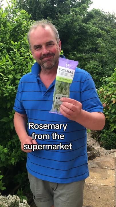 Rosemary Cuttings, Rosemary Benefits, Rosemary Plant Care, Grow Rosemary, Benefits Of Rosemary, Growing Rosemary, Growing Healthy Hair, Rosemary Plant, Vertical Vegetable Garden