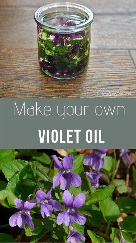 Extracted from leaves and flowers of wild violets this violet oil possesses many benefits for skin however might be able to help with insomnia or rheumatic pain. Violet Oil, Violet Recipes, Wild Violets, Edible Flowers Recipes, Herbal Oils, Herbal Medicine Recipes, Food Foraging, Herbal Remedies Recipes, Medicinal Herbs Garden