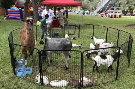 Petting Zoo Goats, Mobile Petting Zoo Business, Mobile Petting Zoo Ideas, Petting Zoo Ideas, Petting Zoo Farm, Petting Zoo Birthday Party, Mobile Petting Zoo, Petting Zoo Birthday, Petting Zoo Party