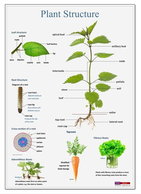 Steven Rindner Bio. Use Apps Horticulture Education, Plant Lessons, Biology Plants, Plant And Animal Cells, Leaf Structure, Plant Structure, Plant Study, Nature School, Science Notes