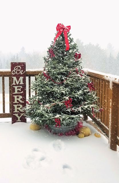 Christmas Tree Outside, Brooder Box, Outdoor Christmas Tree Decorations, Live Christmas Trees, Outdoor Christmas Tree, Outdoor Trees, Real Christmas Tree, Black Christmas Trees, Boredom Busters