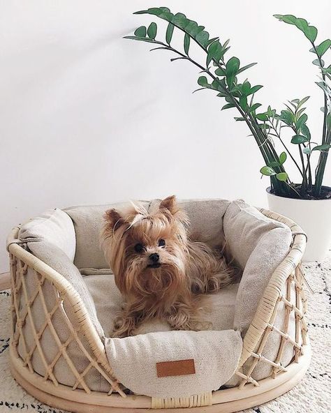 Happiness and Health for Dogs Boho Dog Bed, Stylish Dog Beds, Animal Shop, Cute Dog Beds, Puppy Room, Boho Dog, Puppy Accessories, Puppy Beds, Bed Dog