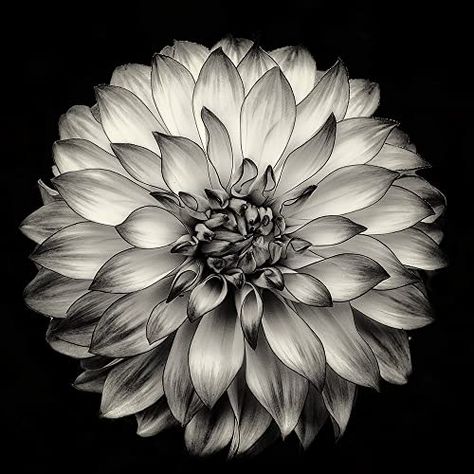 Amazon.com: Flower Photography, The Dahlia Project - 24, Dahlia, Fine Art Photography, Black and White Photography, Blossom, Garden, Nature, Monochrome, Wall Art, Home Decor, Zen, Ethereal : Handmade Products Dahlia Flower Tattoos, Dahlia Tattoo, Flor Tattoo, Flowers Black And White, Black Dahlia, Flowers Black, Black And White Flowers, Flower Photography, Dahlia Flower