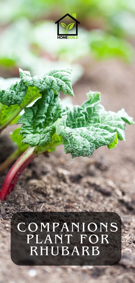 Companion Plants For Rhubarb Companion Plants, A Fruit, Companion Planting, Rhubarb, Planting, Benefits, Fruit, Plants, Nature