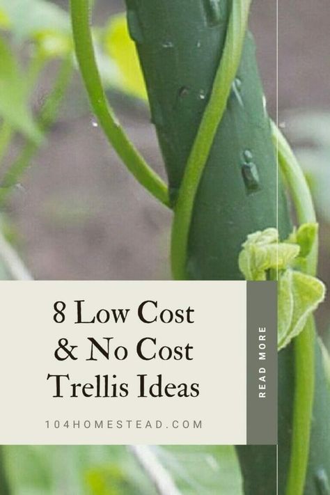 Easy Garden Trellis Ideas, Arch Trellis Ideas Diy Climbing Vines, Make Your Own Trellis, Diy Trellis For Clematis, How To Make A Trellis Climbing Vines, How To Make Trellis For Plants, Climbing Cucumbers Trellis Ideas, Diy Cheap Trellis, Easy Trellis Diy