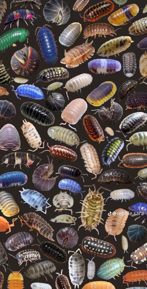 Pill Bug, Cool Bugs, Bug Art, Creepy Crawlies, Phone Wallpaper Patterns, Bugs And Insects, Background Pictures, Beetles, Funky Art