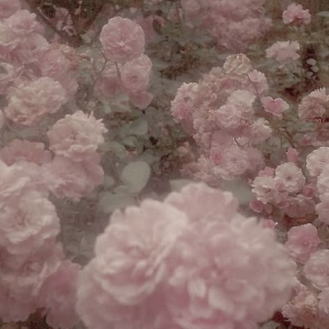 Lady Aphrodite, Aphrodite Aesthetic, Pink Victorian, Soft Pink Theme, Ethereal Aesthetic, Baby Pink Aesthetic, Victorian Flowers, Nothing But Flowers, Pink Theme