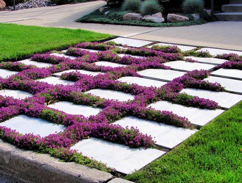 10 Perennial Ground Covers - Backyard Boss Heat Tolerant Landscaping, Breckland Thyme, No Grass Landscaping, Thyme Lawn, Garden Patio Designs, Zero Scape, Porch Cover, Beach House Backyard, Thyme Garden