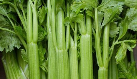 Leftover Celery, Growing Celery, Coconut Jam, Celery Recipes, Poinsettia Plant, Cream Of Celery, Kitchen Tips And Tricks, Celery Soup, Cream Of Celery Soup