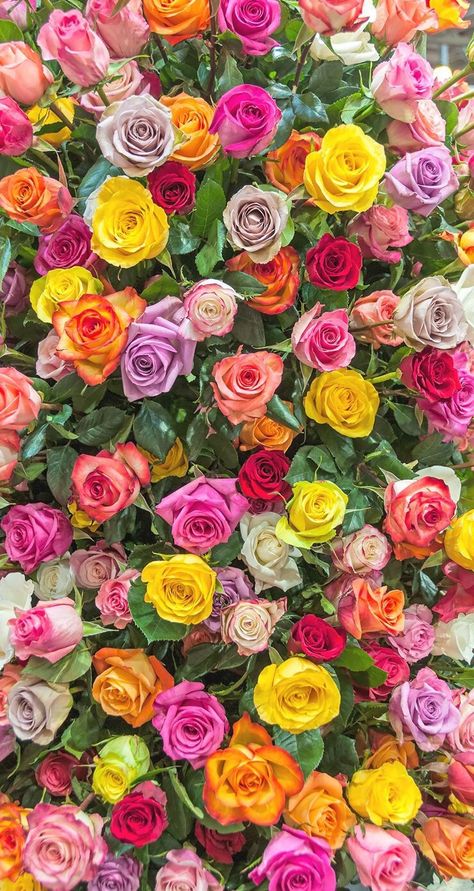 Wallpaper Mawar, Flor Iphone Wallpaper, Wallpaper Iphone Roses, نباتات منزلية, Lilac Roses, Flower Iphone Wallpaper, Flowers Wallpapers, Beautiful Flowers Wallpapers, Beautiful Rose Flowers