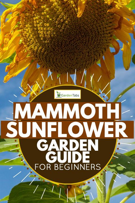 How to Grow Mammoth Sunflowers [Garden Guide for Beginners] - Garden Tabs Mammoth Sunflower Garden Ideas, Sunflowers Garden Ideas, Sunflower Garden Design, Sunflower Ring Garden, Sunflower Circle Garden, Where To Plant Sunflowers, Sunflower Planting Ideas Backyards, Sunflower Garden Backyard, Sunflowers Planting Ideas