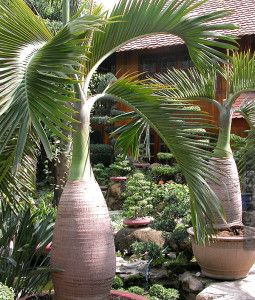 Bottle Palm Tree, Bottle Palm, Florida Trees, Trees Landscaping, Palm Trees Landscaping, Tropical Garden Design, Tropical Backyard, Prim Christmas, Tropical Landscape